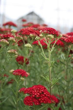 Achillea millefolium 'Red Velvet' from Hoffie