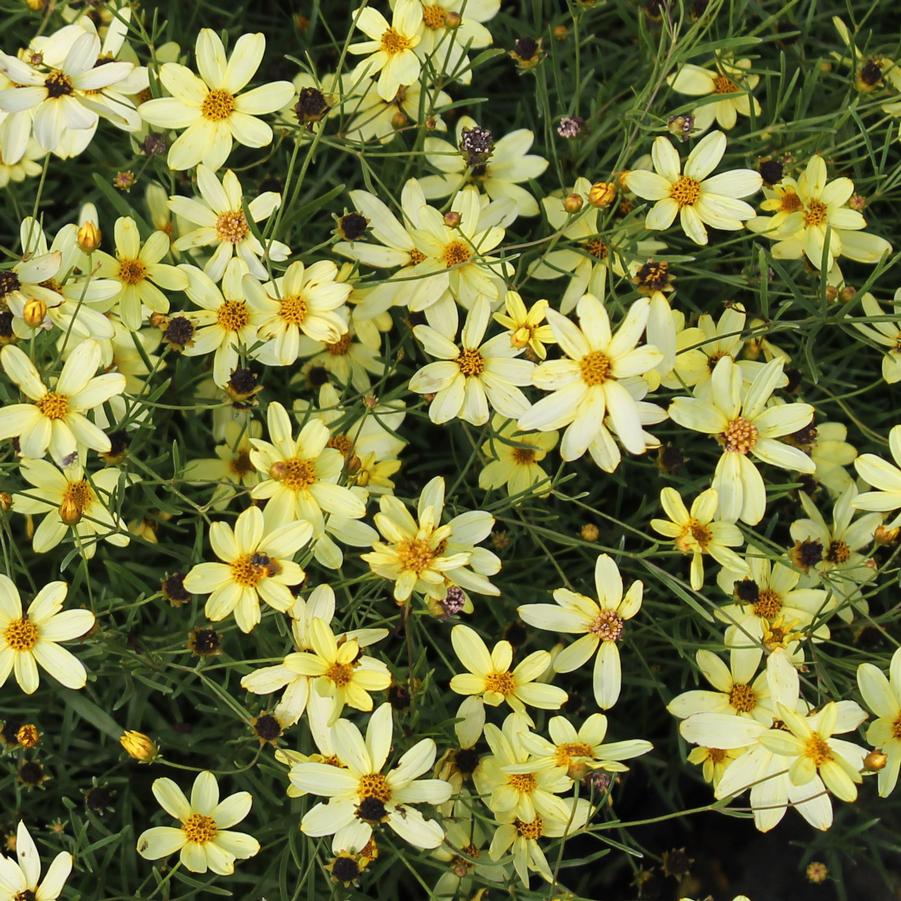 Coreopsis verticillata 'Moonbeam' - Threadleaf Coreopsis from Hoffie Nursery