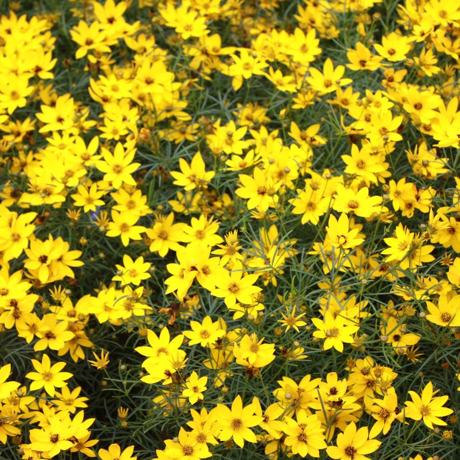 Coreopsis verticillata 'Zagreb' - Threadleaf Coreopsis from Hoffie Nursery