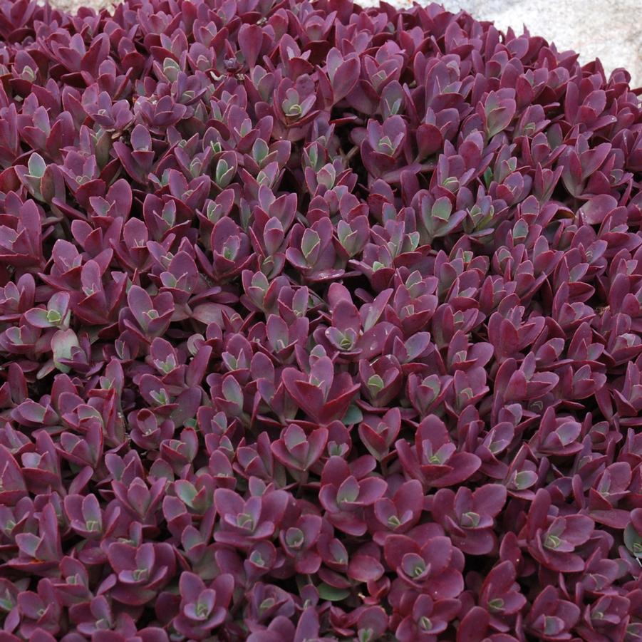 Sedum Sunsparkler® 'Firecracker' - Stonecrop from Hoffie Nursery