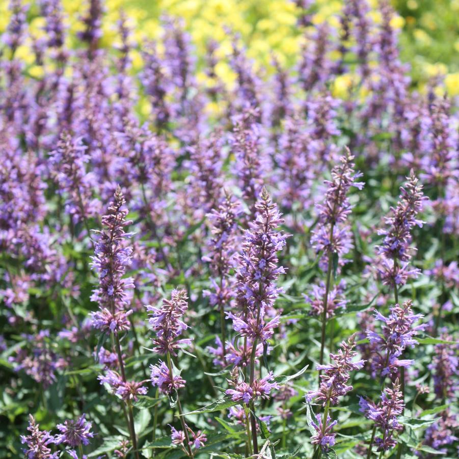 Agastache 'Purple Haze' - Anise-Hyssop from Hoffie Nursery