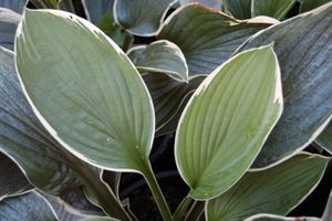 Hosta Francee