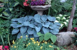 Hosta Halcyon