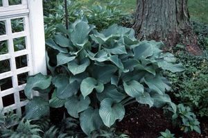 Hosta Krossa Regal