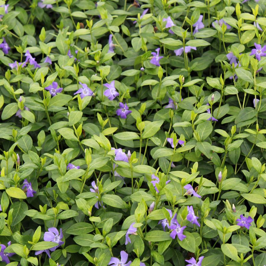 Vinca minor 'Bowles' - Vinca from Hoffie Nursery