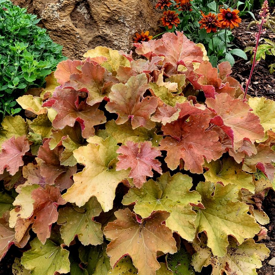 Heuchera Caramel