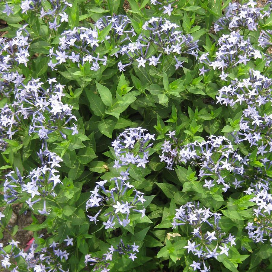 Amsonia 'Blue Ice' - Blue Star from Hoffie Nursery