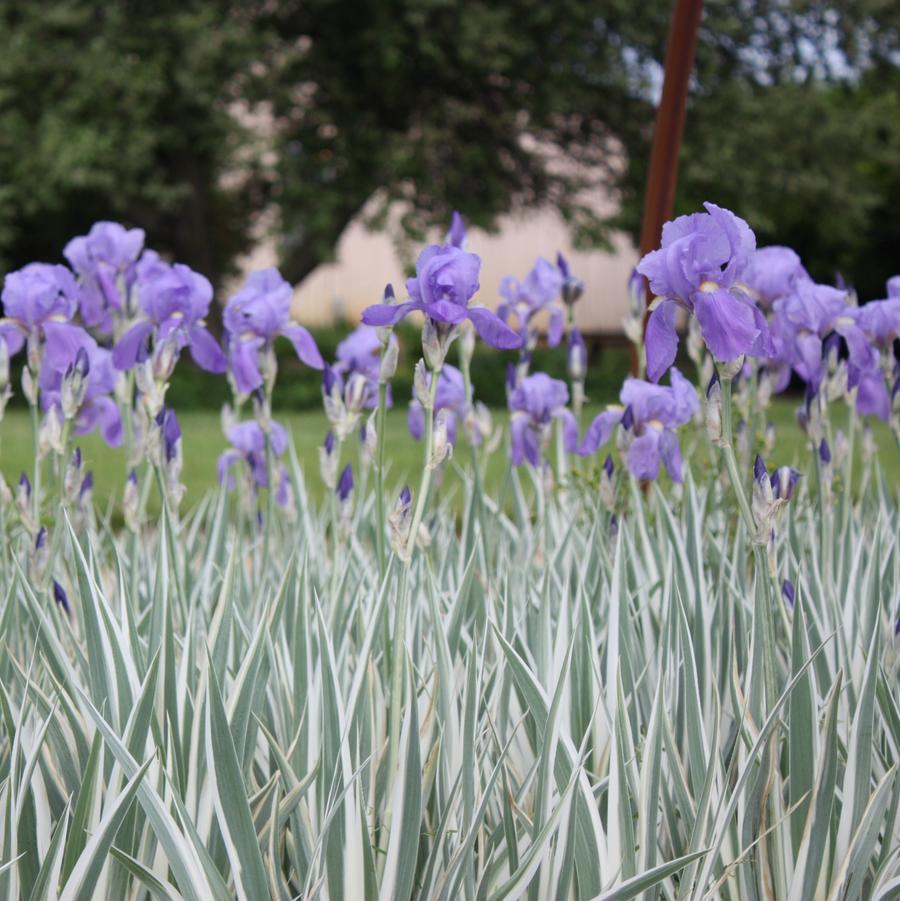 Iris pallida 'Aureo Variegata' - Variegated Iris from Hoffie Nursery