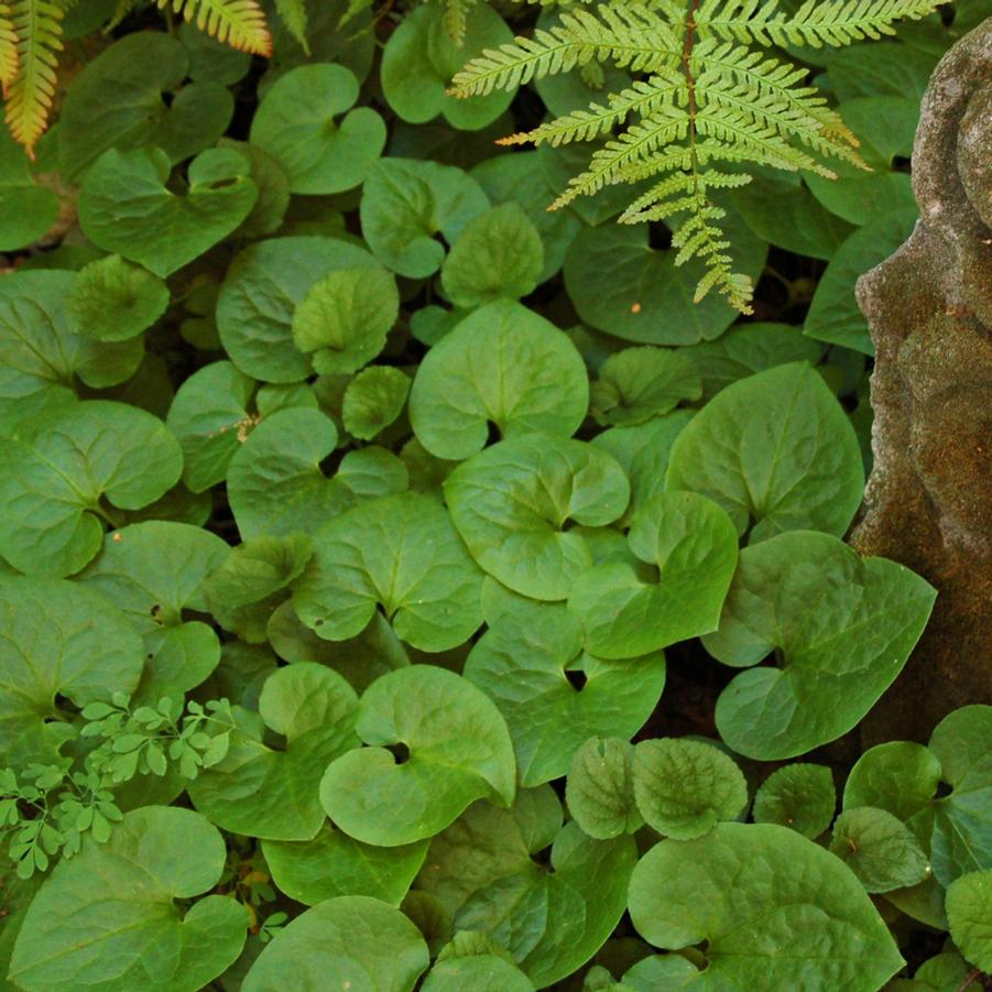 Asarum canadense - Canadian Wild Ginger from Hoffie Nursery