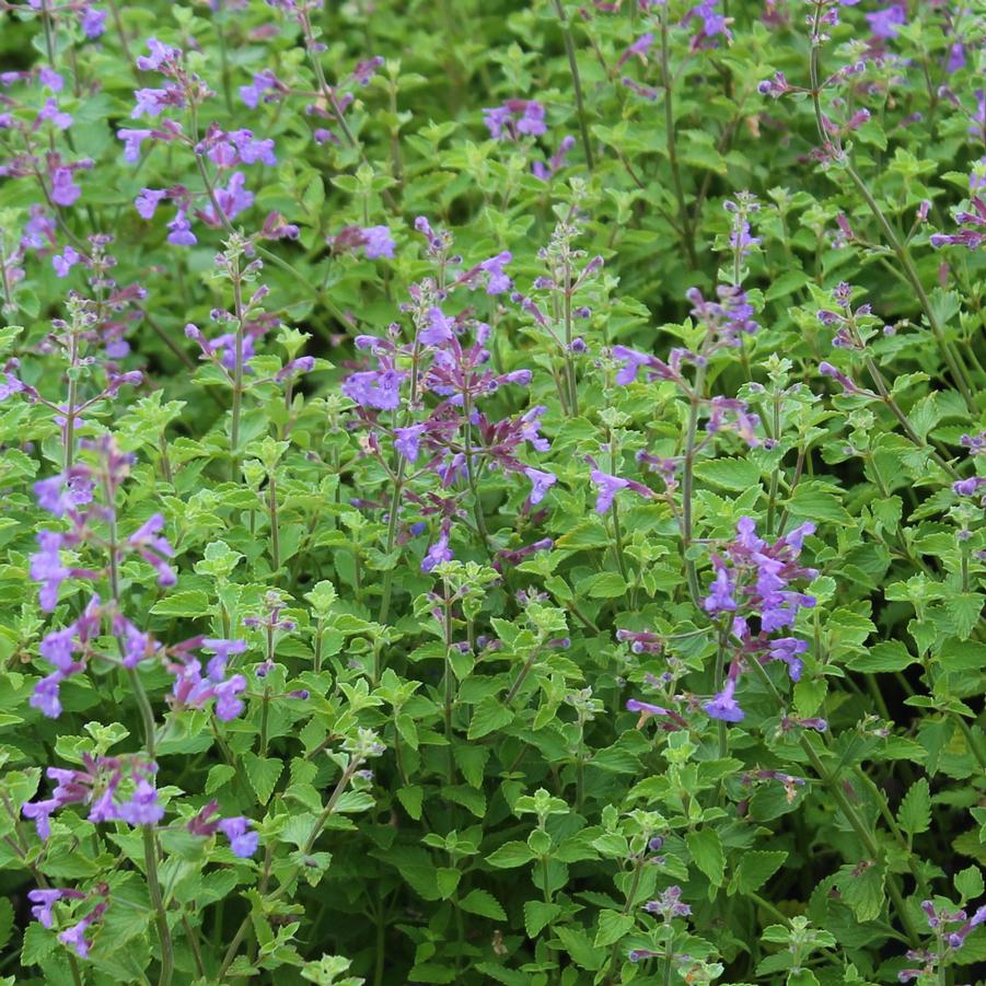 Nepeta faassenii 'Kit Cat' - Persian Catmint from Hoffie Nursery