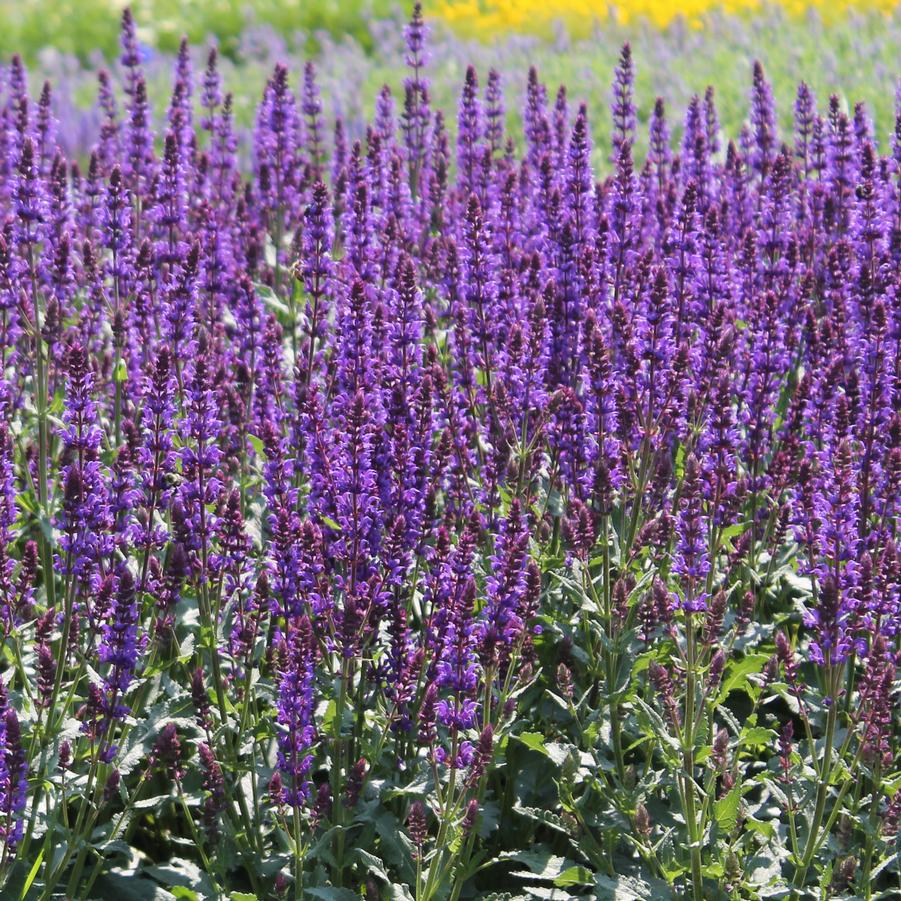 Salvia nemorosa 'Wesuwe' - Hybrid Salvia from Hoffie Nursery