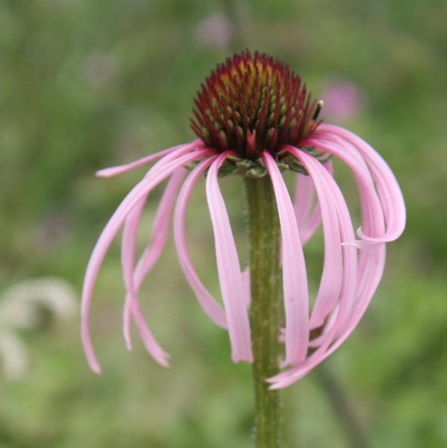 Echinacea pallida - Pale Coneflower from Hoffie Nursery