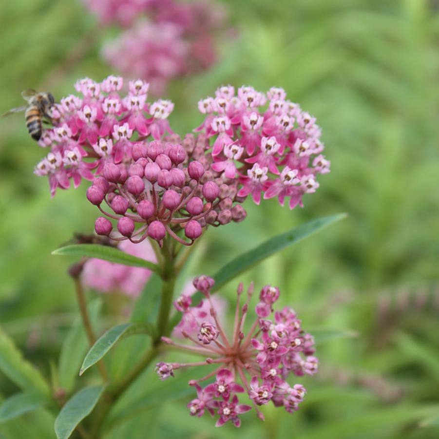 Asclepias incarnata Swamp Milkweed from Hoffie Nursery