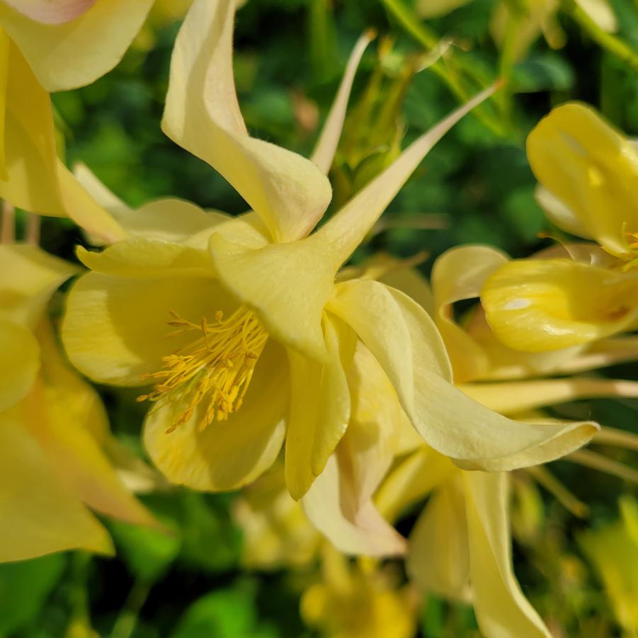 Aquilegia caerulea 'Kirigami Yellow' - Columbine from Hoffie Nursery