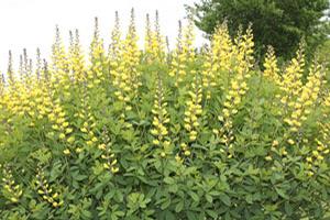 Baptisia 'Sunny Morning' - False Indigo from Hoffie Nursery