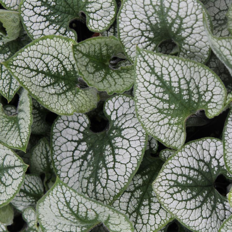 Brunnera macrophylla 'Sea Heart' - False Forget-Me-Not from Hoffie Nursery