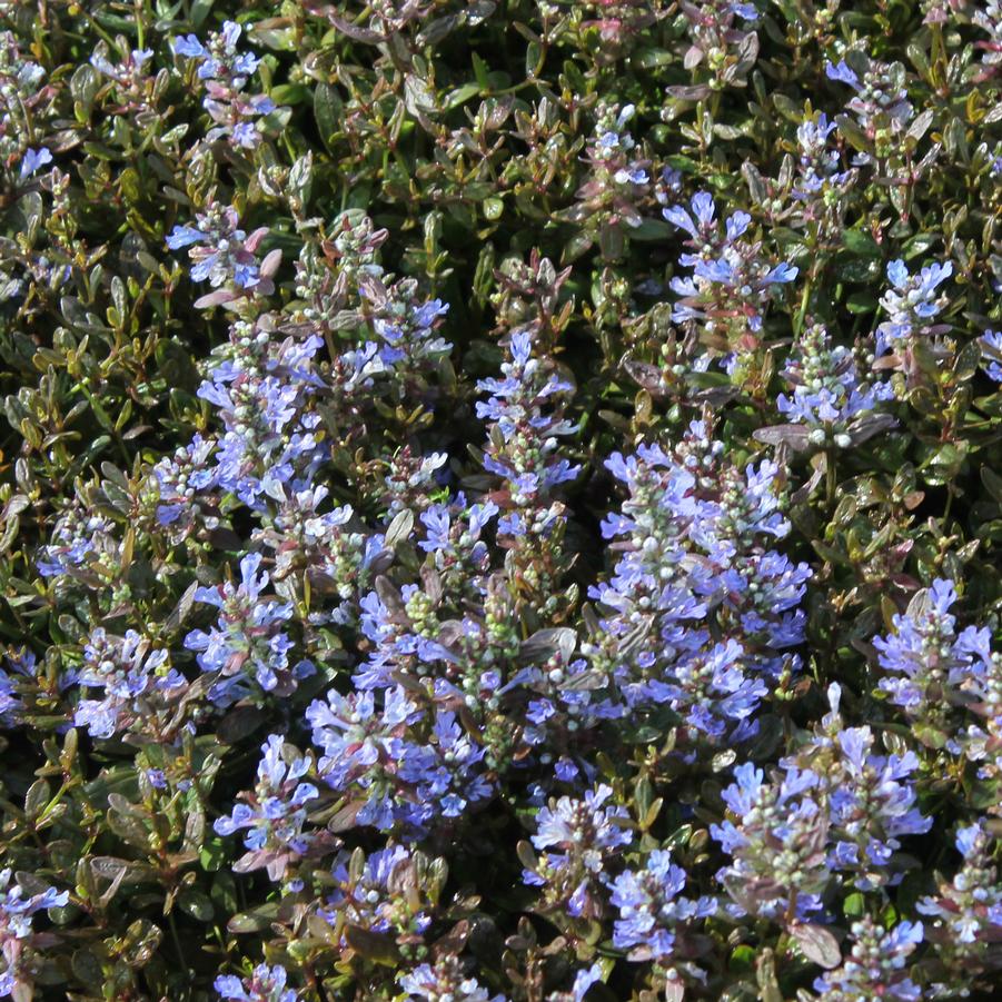 Ajuga reptans 'Chocolate Chip (Valfredda)' - Bugleweed from Hoffie Nursery