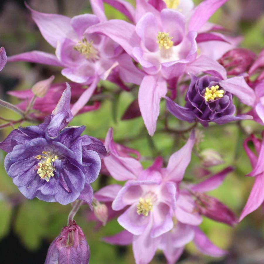 Aquilegia 'Biedermeier' - Columbine from Hoffie Nursery