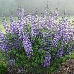 Baptisia 'Purple Smoke' - Blue Wild Indigo, False Indigo from Hoffie Nursery