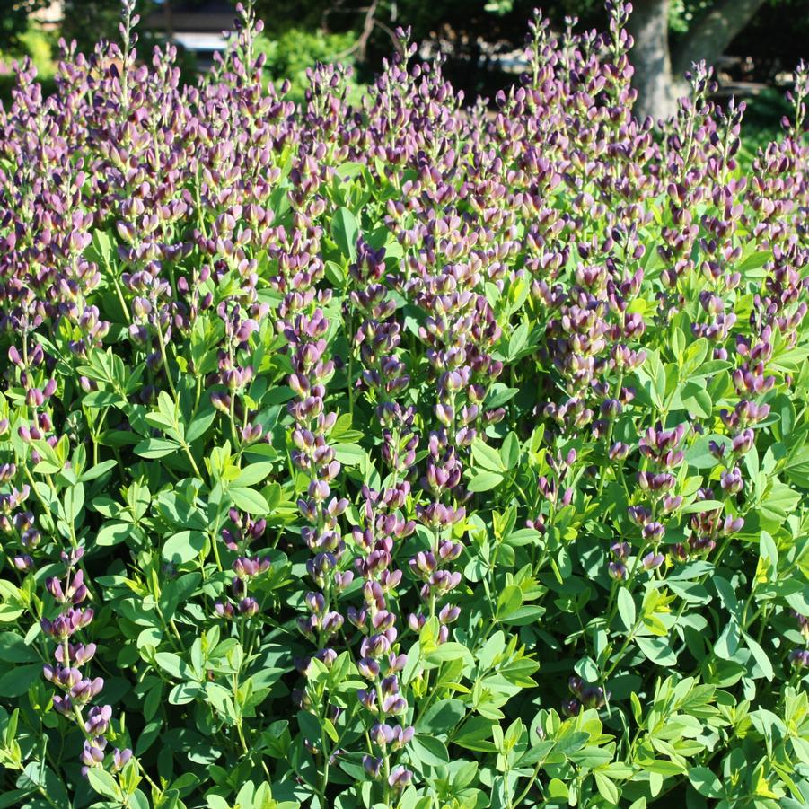 Baptisia variicolor 'Twilite Prairieblues' - Blue Wild Indigo, False Indigo from Hoffie Nursery