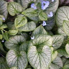 Brunnera macrophylla 'Jack Frost' - False Forget-Me-Not, Siberian Bugloss from Hoffie Nursery