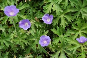 Geranium Brookside