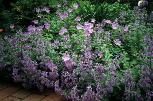 Geranium Johnson's Blue