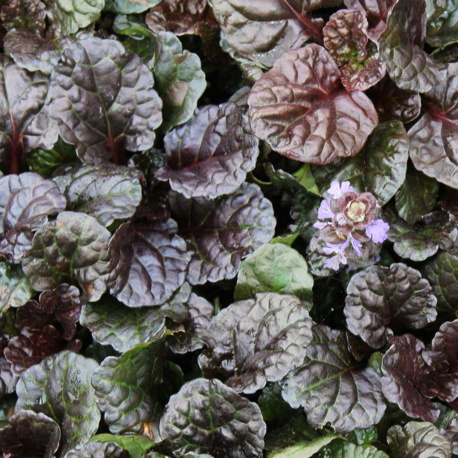 Ajuga reptans 'Black Scallop' - Bugleweed from Hoffie Nursery