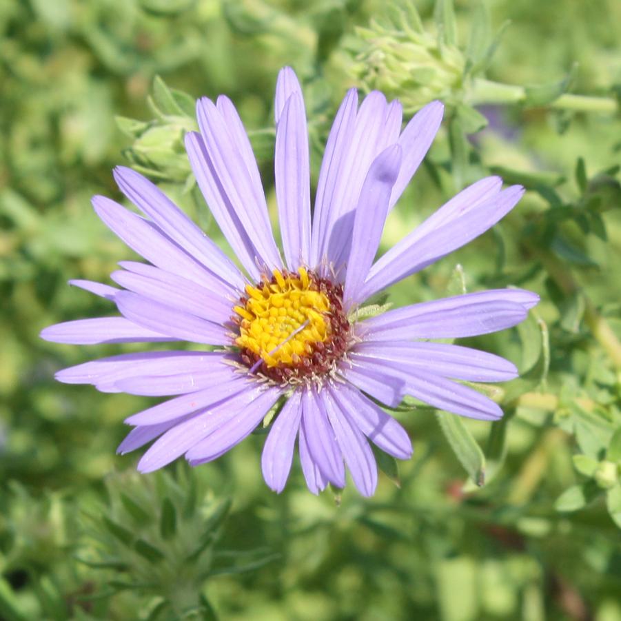 Aster oblongifolius 'October Skies' - Aromatic Aster from Hoffie Nursery