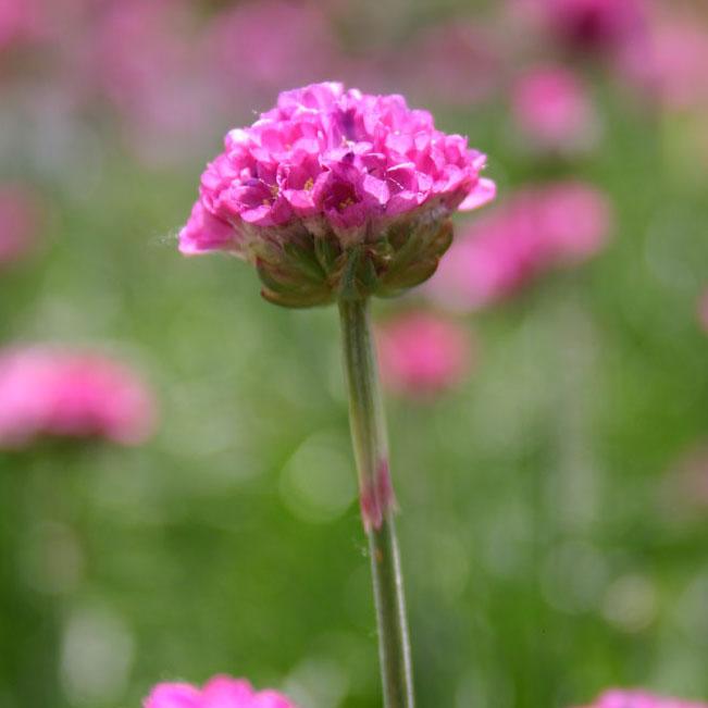 Armeria maritima 'Splendens' - Sea Thrift from Hoffie Nursery