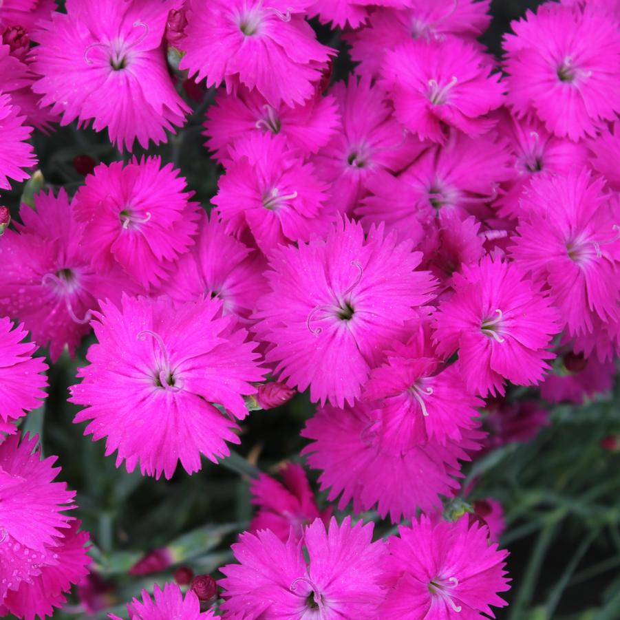 Dianthus 'Neon Star' - Alpine Pinks from Hoffie Nursery