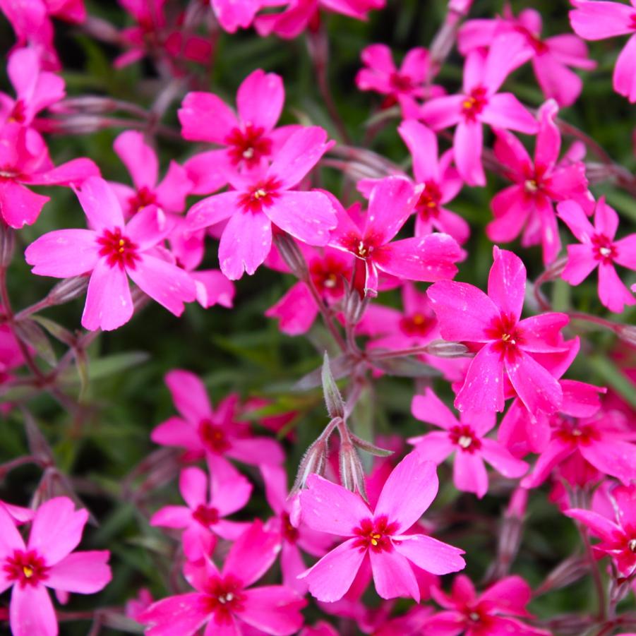 Phlox subulata 'Scarlet Flame' - Moss Phlox from Hoffie Nursery