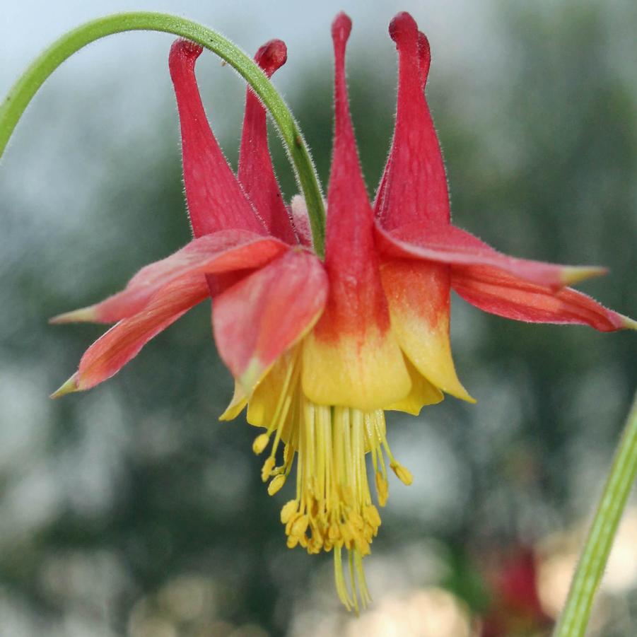 Aquilegia canadensis - Canadian Columbine, Wild Columbine from Hoffie Nursery