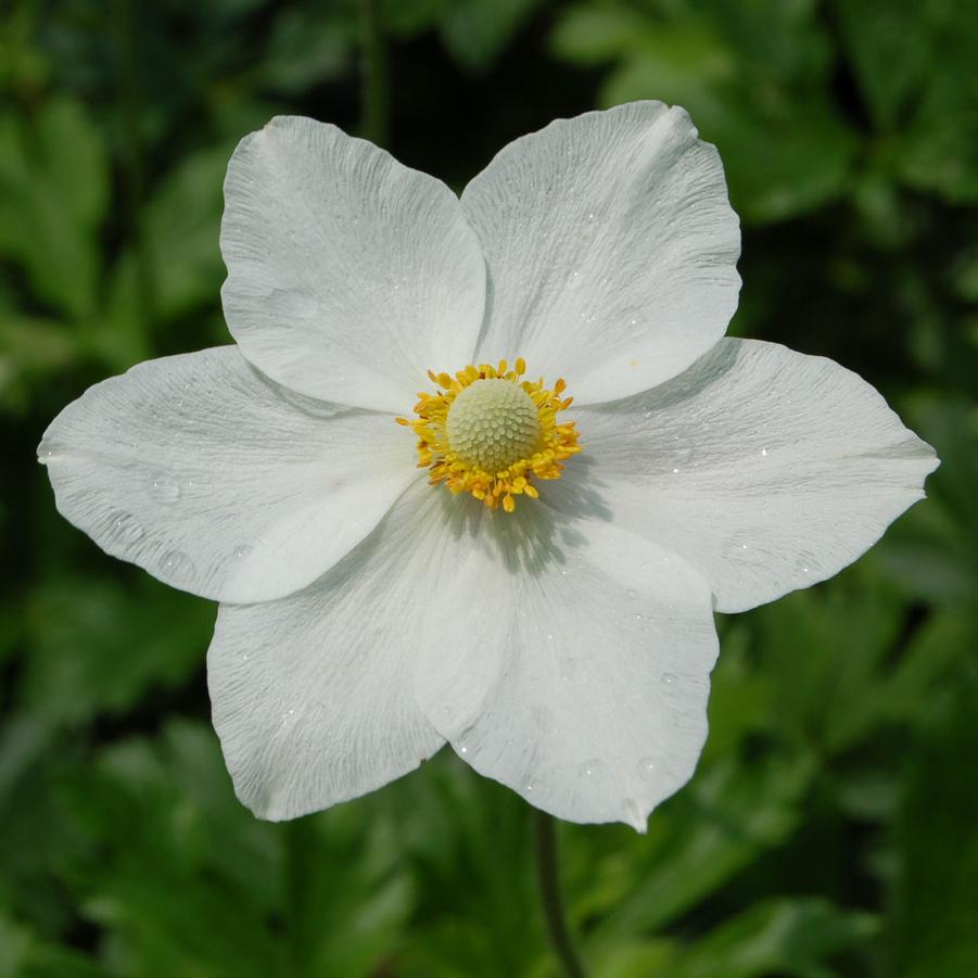 Anemone sylvestris - Snowdrop Anemone from Hoffie Nursery