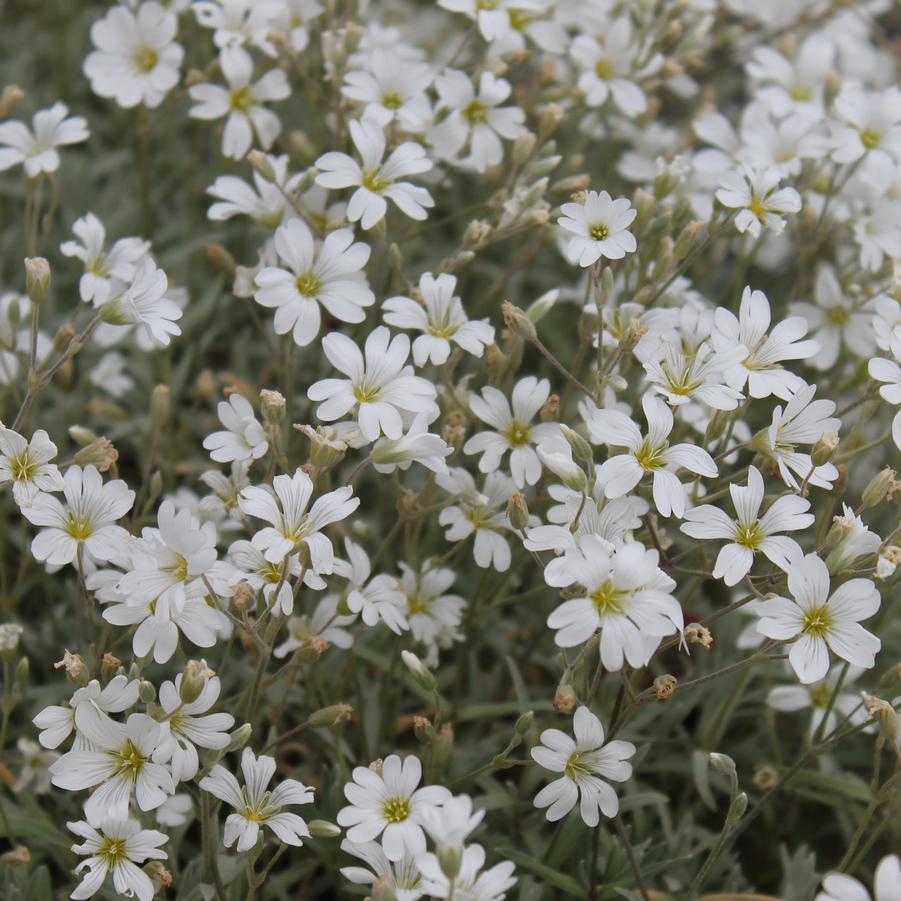 Cerastium tomentosum 'Yo Yo' - Snow in Summer from Hoffie Nursery