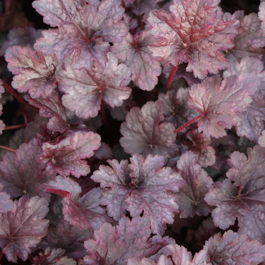 Heuchera Plum Pudding