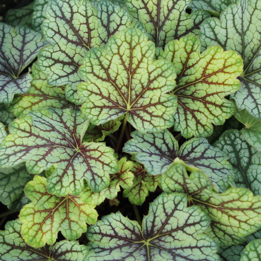 Heuchera americana Green Spice