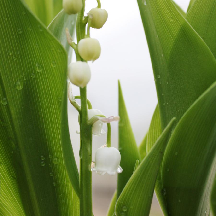 Convallaria majalis - Lily-of-the-Valley