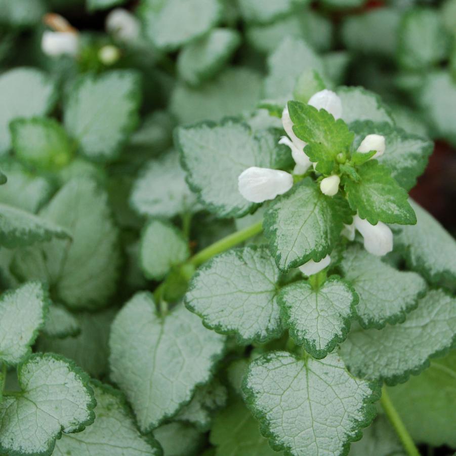 Lamium maculatum 'White Nancy' - Spotted Dead Nettle from Hoffie Nursery