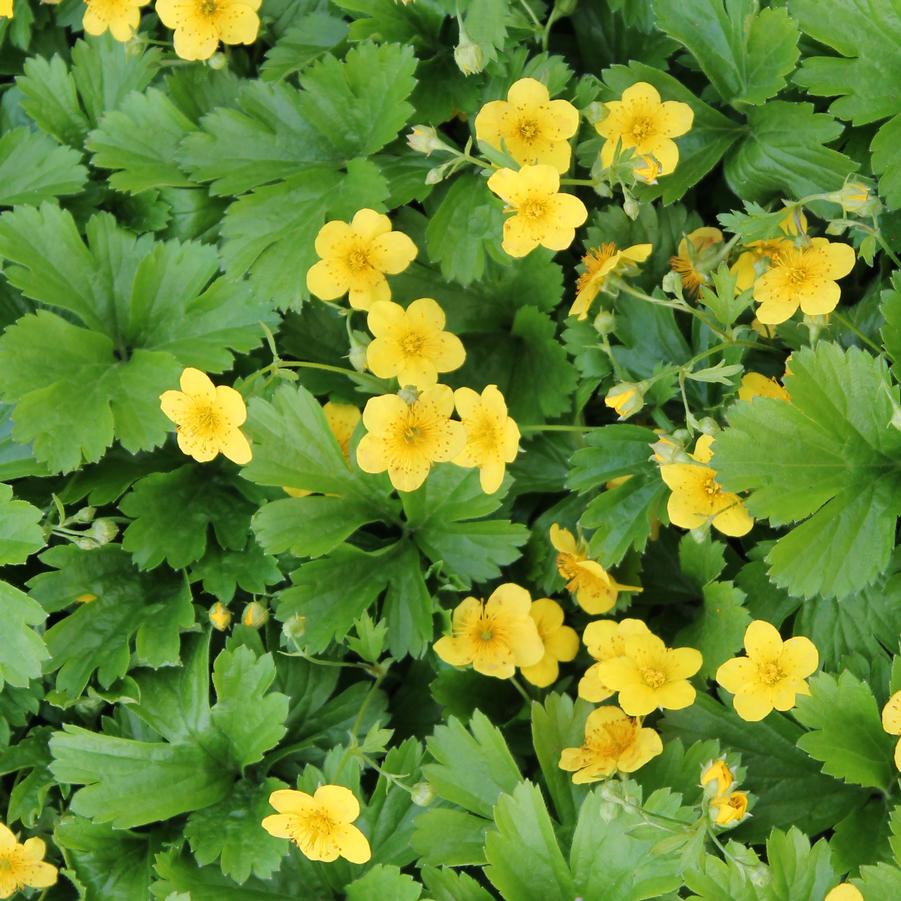 Waldsteinia ternata - Barren Strawberry from Hoffie Nursery