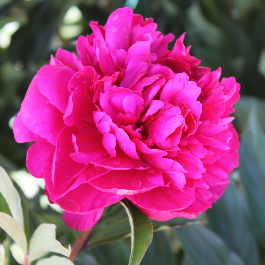 Paeonia lactiflora 'Karl Rosenfield' - Peony from Hoffie Nursery