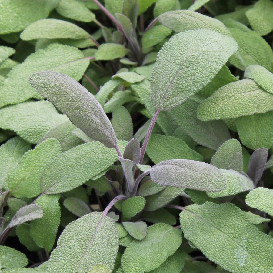 Sage, Purple - Salvia officinalis from Hoffie Nursery