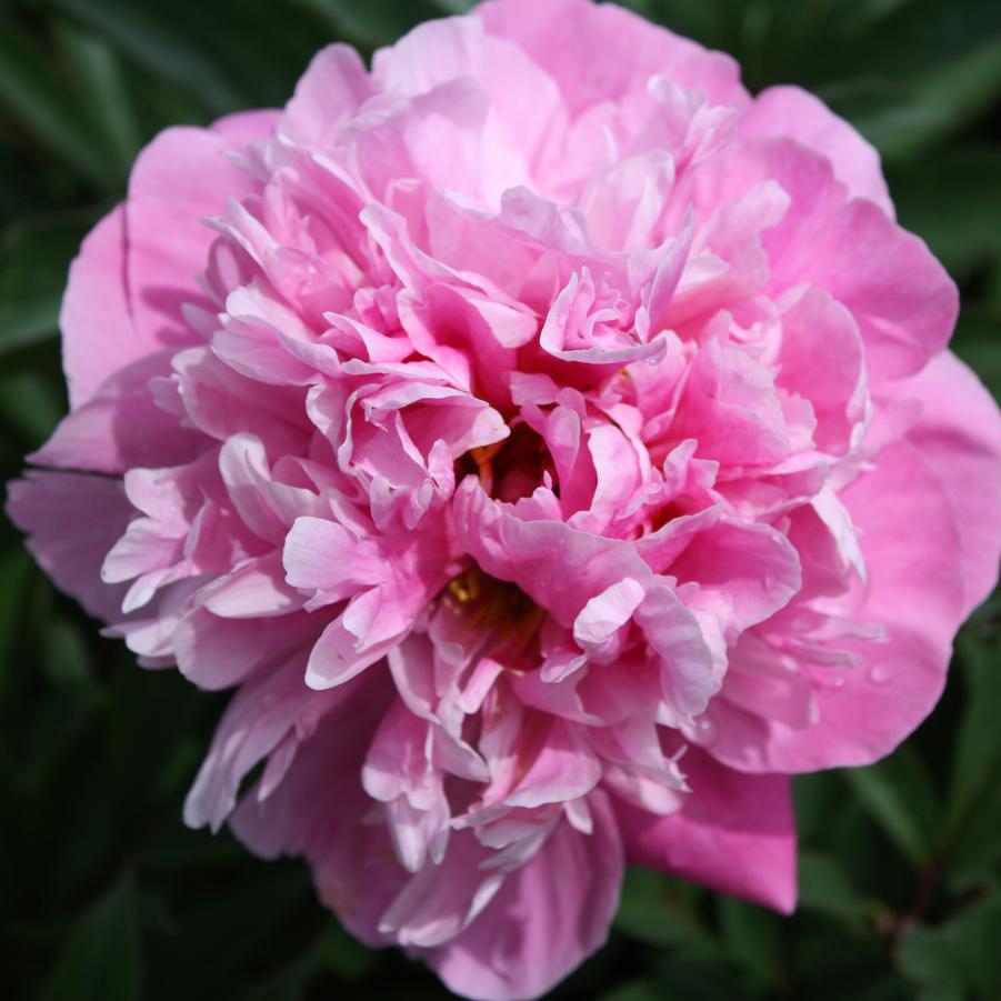 Paeonia lactiflora 'Doctor Alexander Fleming' - Peony from Hoffie Nursery