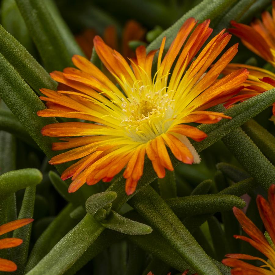 Delosperma Delmara® Orange - Ice Plant from Hoffie Nursery