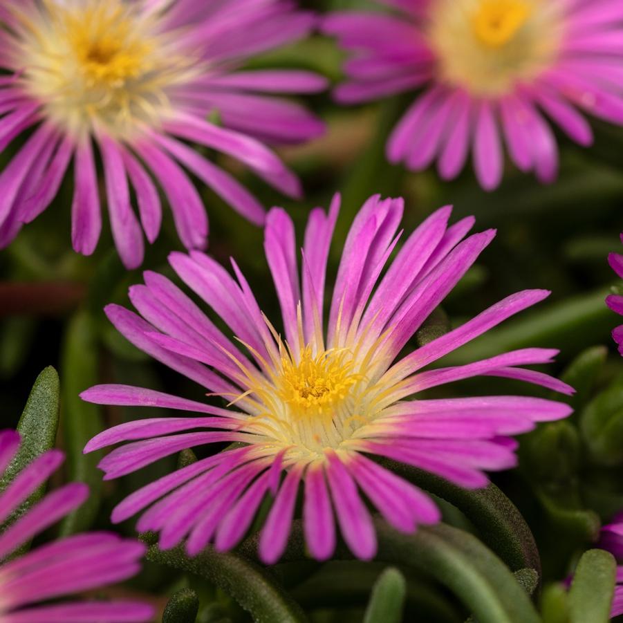 Delosperma Delmara® Pink - Ice Plant from Hoffie Nursery