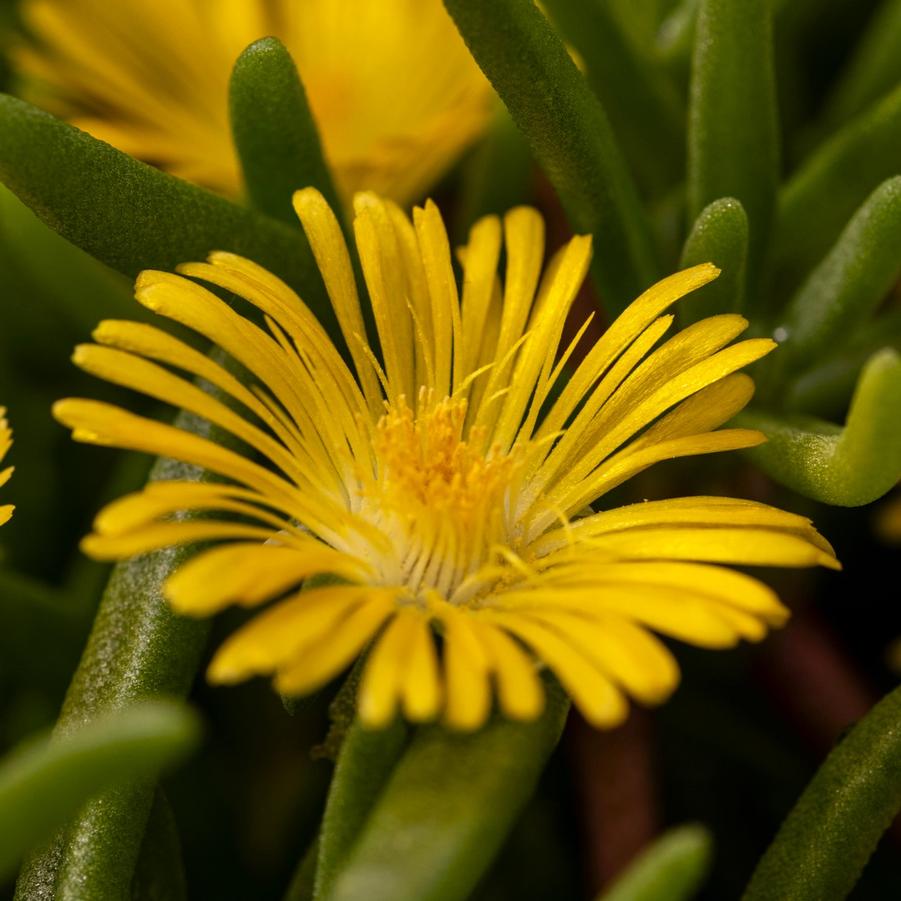 Delosperma Delmara® Yellow - Ice Plant from Hoffie Nursery