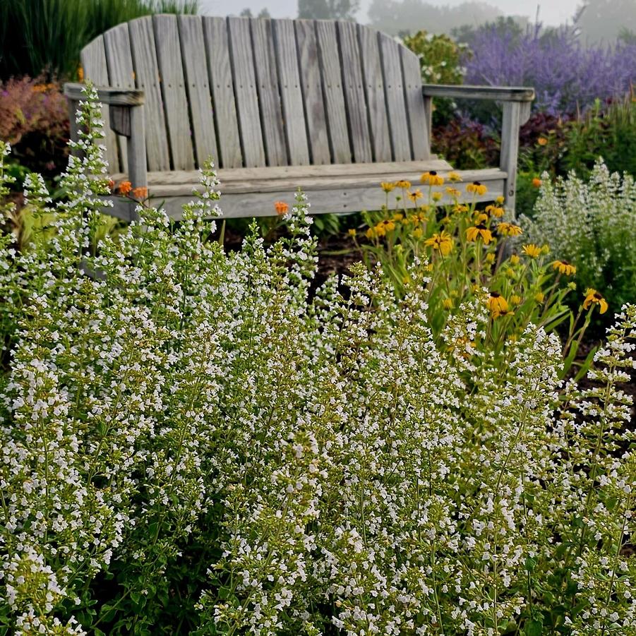 Calamintha nepeta var. nepeta - Calamint from Hoffie Nursery