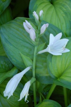 Hosta Guacamole