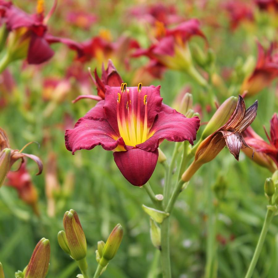 Hemerocallis 'Pardon Me' - Daylily from Hoffie Nursery