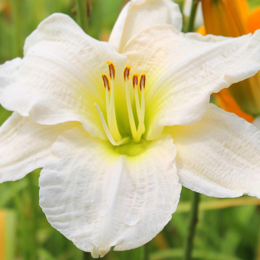 Hemerocallis 'Gentle Shepherd' - Daylily from Hoffie Nursery